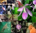 /album/fotogaleria-ecosistemas-colombianos-/flora-y-fauna-jpg/