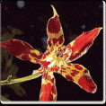 /album/fotogaleria-ecosistemas-colombianos-/img-orquideas-gif/